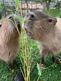 Capybaras and Other Pets: Can They Live Together?